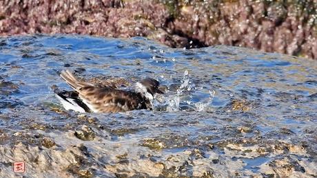 Vuelvepiedras bañándose