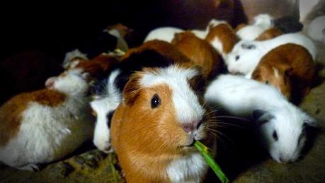 Efecto nocebo. Promoción de enfermedades y pandemia.