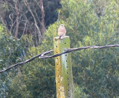 Estado de los cernícalos y ratoneros en Gozón Estado de los cernícalos y ratoneros en Gozón