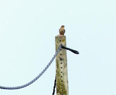 Estado de los cernícalos y ratoneros en Gozón Estado de los cernícalos y ratoneros en Gozón