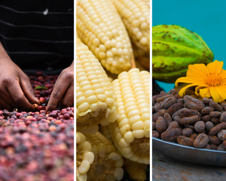 Café, cacao y maíz, tres joyas gastronómicas de Centroamérica y República Dominicana