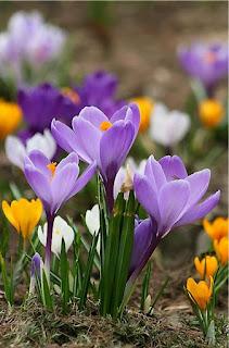 5.385 - TOMA UNA FLOR...