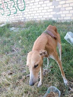 Lía, galga herida y recién parida. (El Arca de Noé de Córdoba)