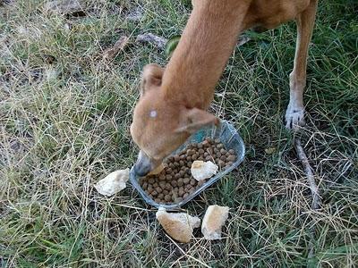 Lía, galga herida y recién parida. (El Arca de Noé de Córdoba)