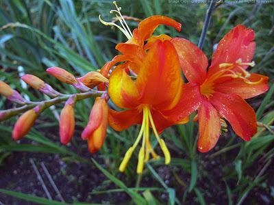 Crocosmia Especies