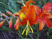 Crocosmia Especies