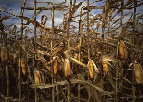 afrika2 Exploiting Africa