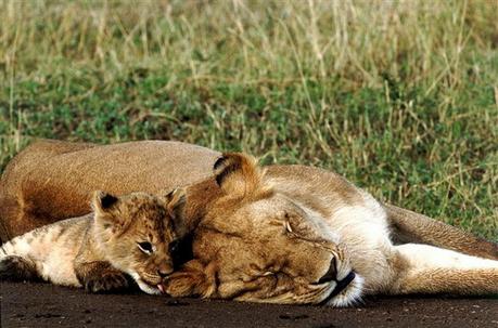 sueño Exploiting Africa