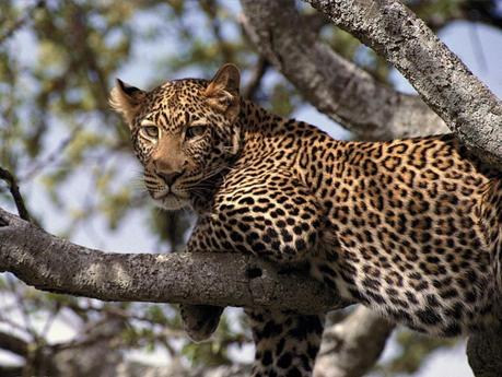African Leopard Tanzania Exploiting Africa
