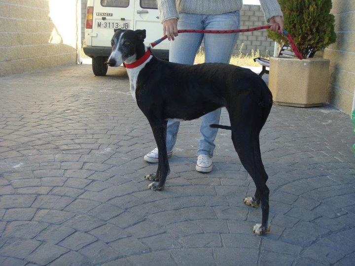 Chiclana no está en Cádiz...está en Madrid preciosa galga en adopción Urgente