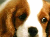 Diez cosas sabías sobre perros