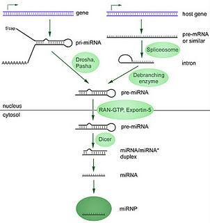 MicroARN de plantas capaces de modular genes humanos ¿problema u oportunidad?