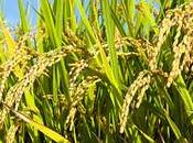 MicroARN plantas capaces modular genes humanos ¿problema oportunidad?