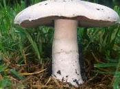 Propiedades champiñones