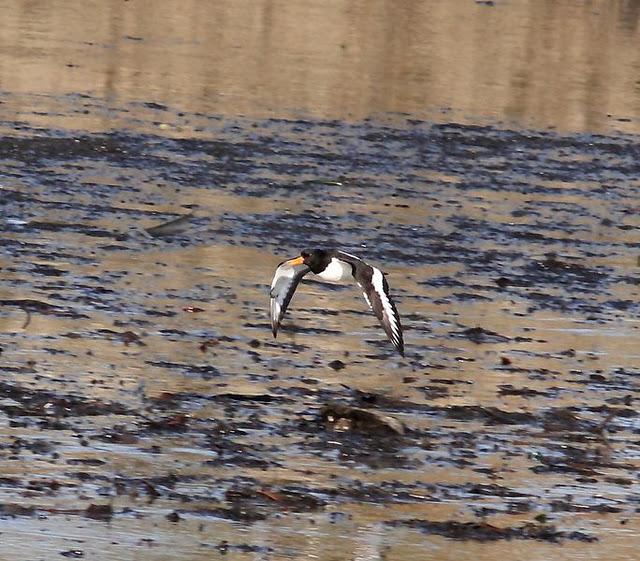 TXINGUDI LIFE-VIDA EN TXINGUDI SÁBADO UN PASEO MAS