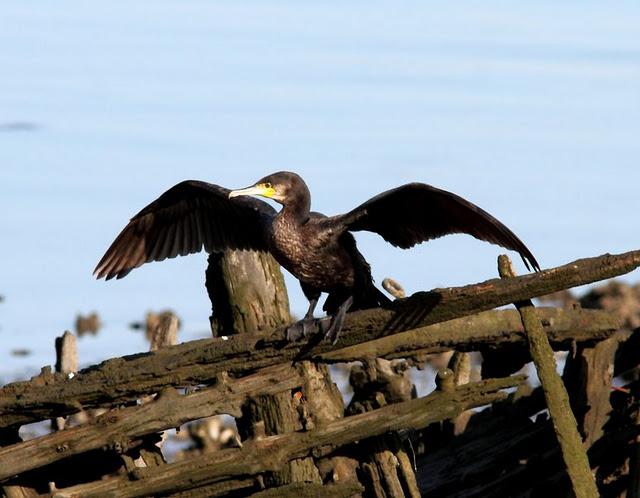 TXINGUDI LIFE-VIDA EN TXINGUDI SÁBADO UN PASEO MAS