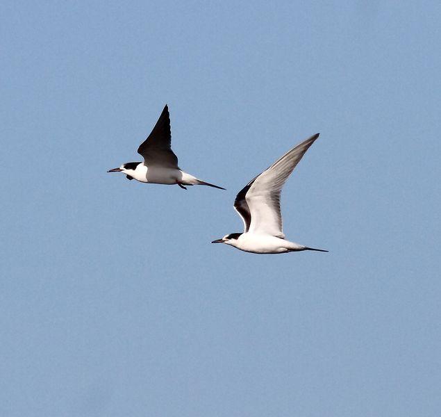 TXINGUDI LIFE-VIDA EN TXINGUDI SÁBADO UN PASEO MAS
