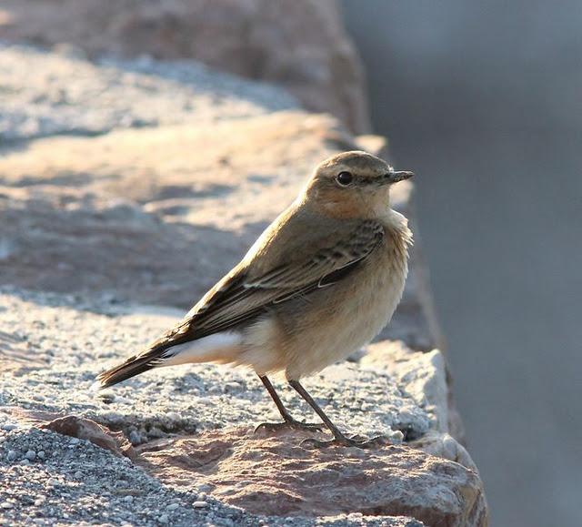TXINGUDI LIFE-VIDA EN TXINGUDI SÁBADO UN PASEO MAS