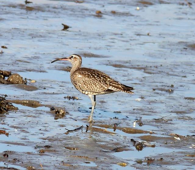 TXINGUDI LIFE-VIDA EN TXINGUDI SÁBADO UN PASEO MAS