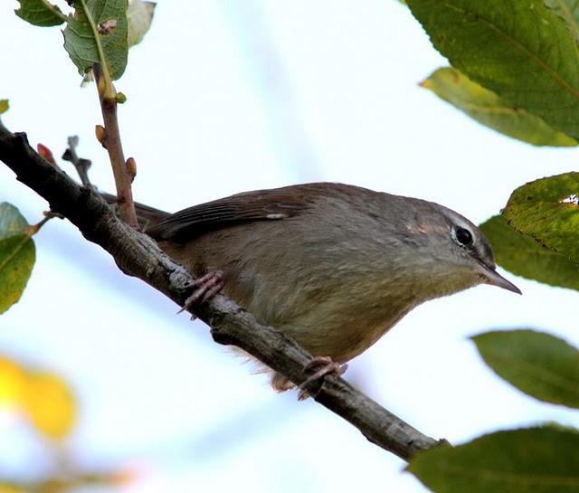 TXINGUDI LIFE-VIDA EN TXINGUDI SÁBADO UN PASEO MAS