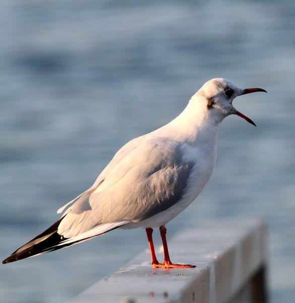 TXINGUDI LIFE-VIDA EN TXINGUDI SÁBADO UN PASEO MAS