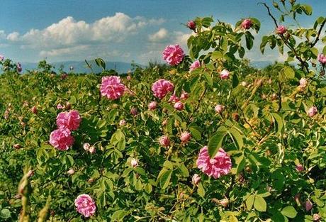 Valle de las rosas de Bulgaria