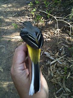 Llegan los invernantes al Parque del Alamillo (SE) - 30/10/11