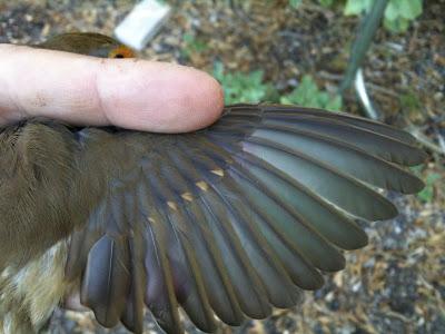 Llegan los invernantes al Parque del Alamillo (SE) - 30/10/11