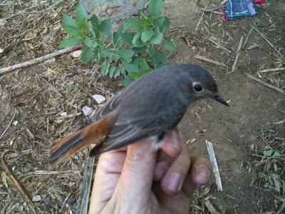 Llegan los invernantes al Parque del Alamillo (SE) - 30/10/11