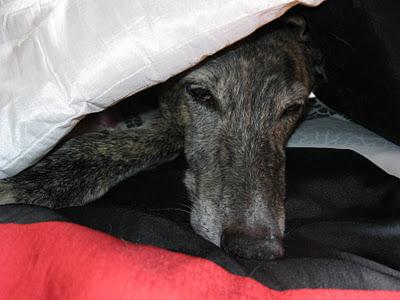 FELIZ NOCHE DE HALLOWEEN...