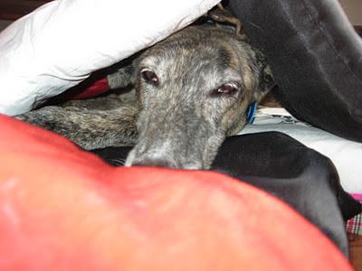 FELIZ NOCHE DE HALLOWEEN...