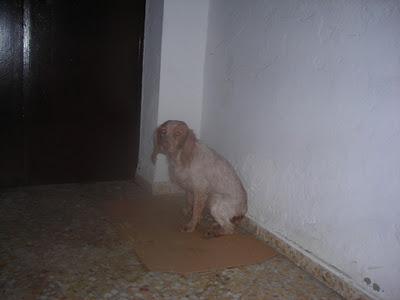 MUY URGENTE!!!!! bretona muy joven refugiada en portal donde la echan, está agotada y muy triste en pueblo de Sevilla