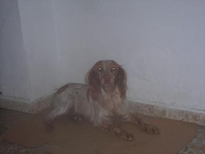 MUY URGENTE!!!!! bretona muy joven refugiada en portal donde la echan, está agotada y muy triste en pueblo de Sevilla