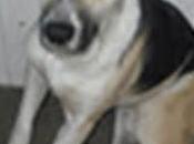 perrera herido, ayuda favor¡¡¡ gesser, (jerez)