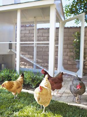 Un gallinero en el jardín