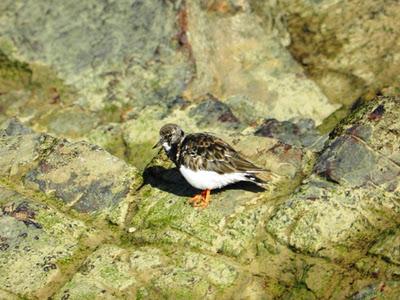 Chorlitos dorados on the rocks