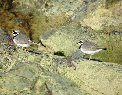 Chorlitos dorados on the rocks