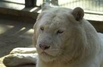 Kiyosu el tigre blanco