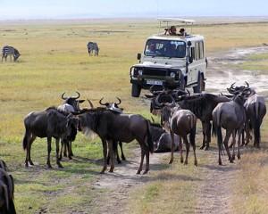 safari de varios dias en tanzania