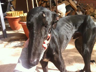 GALGO HERIDO RESCATADO EN TOLEDO. MUY URGENTE!!