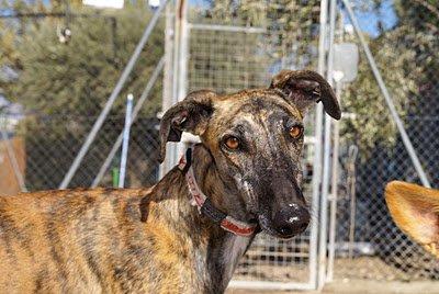 CHARLY, PRECIOSO GALGUITO QUE LLEVA 2 AÑOS EN UNA RESI ESPERANDO UNA FAMILIA QUE LE QUIERA. (MADRID)