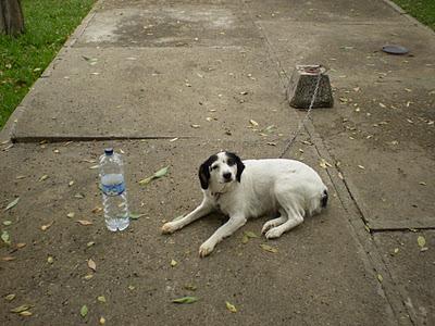 Perrita abandonada y atada en la calle SOLITA INTEMPERIE. (SEVILLA)