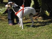 entrega adopción bodeguero joven tres patitas. (cadiz)