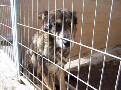 Urgente cruce de pastor alemán hembra en adopción en la perrera de movera!!!  (zaragoza) - Paperblog