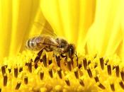 Propiedades propóleo