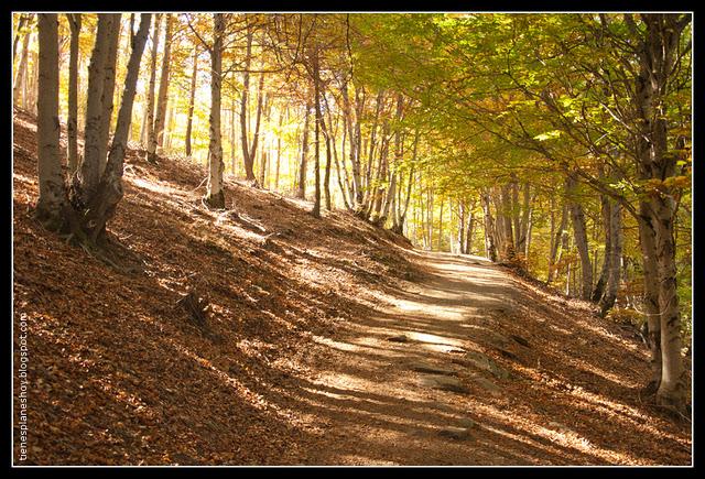 El Hayedo de la Tejera Negra
