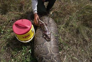 Encuentran un ciervo entero dentro de una serpiente de casi 16 metros (Fotos)