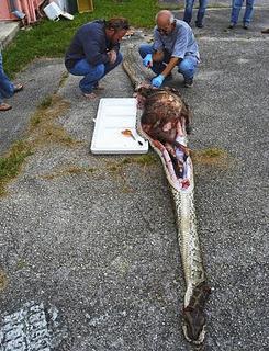 Encuentran un ciervo entero dentro de una serpiente de casi 16 metros (Fotos)