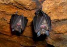 Andalucía alberga el 75% de las especies de murciélagos que habitan en España