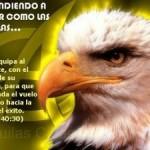 Aprendiendo a Volar Como Aguilas